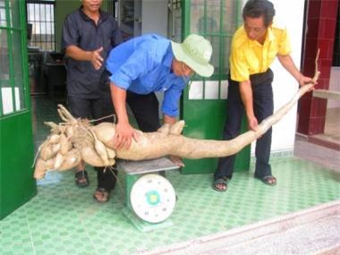 củ, quả, khổng-lồ, bí-đao, chanh, chuối, khoai-mỳ, kỳ-lạ, nông-dân, Việt-Nam, hút-khách