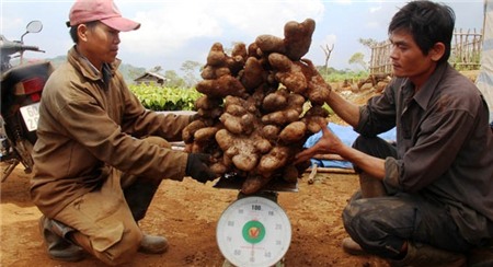 củ, quả, khổng-lồ, bí-đao, chanh, chuối, khoai-mỳ, kỳ-lạ, nông-dân, Việt-Nam, hút-khách