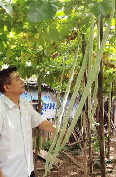 củ, quả, khổng-lồ, bí-đao, chanh, chuối, khoai-mỳ, kỳ-lạ, nông-dân, Việt-Nam, hút-khách