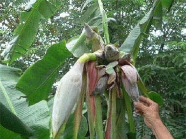 củ, quả, khổng-lồ, bí-đao, chanh, chuối, khoai-mỳ, kỳ-lạ, nông-dân, Việt-Nam, hút-khách