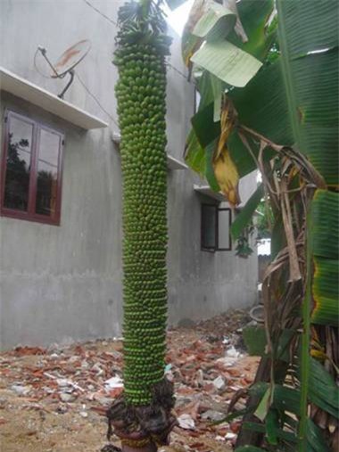 củ, quả, khổng-lồ, bí-đao, chanh, chuối, khoai-mỳ, kỳ-lạ, nông-dân, Việt-Nam, hút-khách