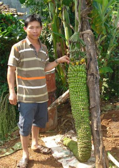 củ, quả, khổng-lồ, bí-đao, chanh, chuối, khoai-mỳ, kỳ-lạ, nông-dân, Việt-Nam, hút-khách