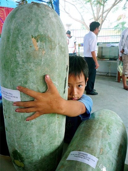 củ, quả, khổng-lồ, bí-đao, chanh, chuối, khoai-mỳ, kỳ-lạ, nông-dân, Việt-Nam, hút-khách