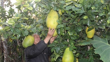 củ, quả, khổng-lồ, bí-đao, chanh, chuối, khoai-mỳ, kỳ-lạ, nông-dân, Việt-Nam, hút-khách