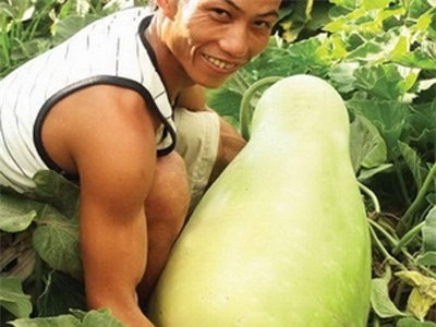 củ, quả, khổng-lồ, bí-đao, chanh, chuối, khoai-mỳ, kỳ-lạ, nông-dân, Việt-Nam, hút-khách