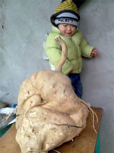 củ, quả, khổng-lồ, bí-đao, chanh, chuối, khoai-mỳ, kỳ-lạ, nông-dân, Việt-Nam, hút-khách