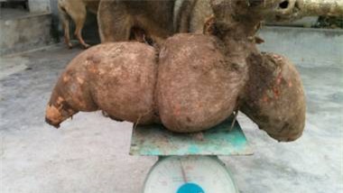 củ, quả, khổng-lồ, bí-đao, chanh, chuối, khoai-mỳ, kỳ-lạ, nông-dân, Việt-Nam, hút-khách