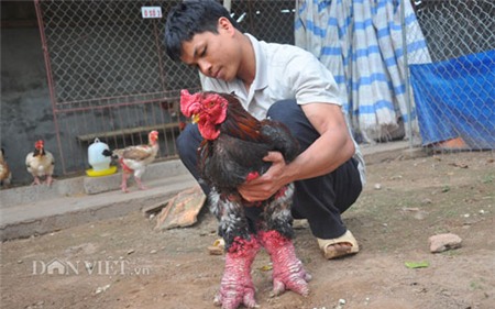 Gà Đông Tảo “nghìn đô” được chủ chải lông, rửa chân - 7