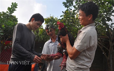 Gà Đông Tảo “nghìn đô” được chủ chải lông, rửa chân - 8