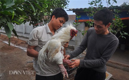 Gà Đông Tảo “nghìn đô” được chủ chải lông, rửa chân - 9