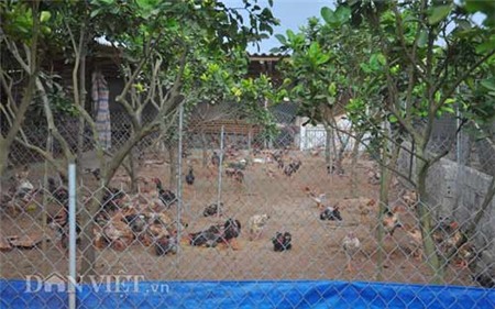 Gà Đông Tảo “nghìn đô” được chủ chải lông, rửa chân - 1