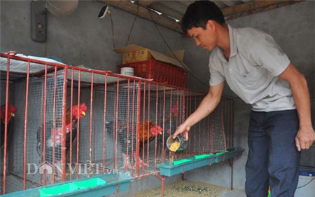 Gà Đông Tảo “nghìn đô” được chủ chải lông, rửa chân - 10