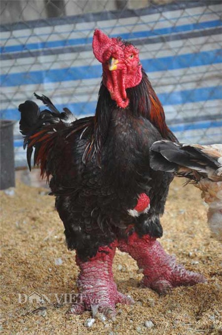 Gà Đông Tảo “nghìn đô” được chủ chải lông, rửa chân - 2