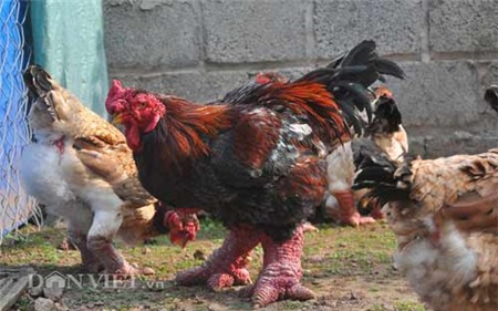 Gà Đông Tảo “nghìn đô” được chủ chải lông, rửa chân - 3