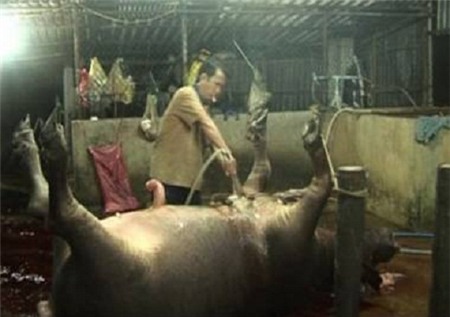 tăng-trọng, bơm-nước, tạp-chất, hóa-chất, thịt-bò, thịt-lợn, thịt-trâu, heo, vỗ-béo, tiểu-thương