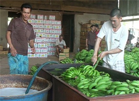tăng-trọng, bơm-nước, tạp-chất, hóa-chất, thịt-bò, thịt-lợn, thịt-trâu, heo, vỗ-béo, tiểu-thương