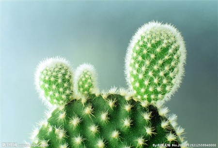 Lựa đúng cây tài lộc cho tiền rủng rẻng tràn túi - 4