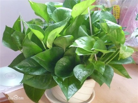 Lựa đúng cây tài lộc cho tiền rủng rẻng tràn túi - 3