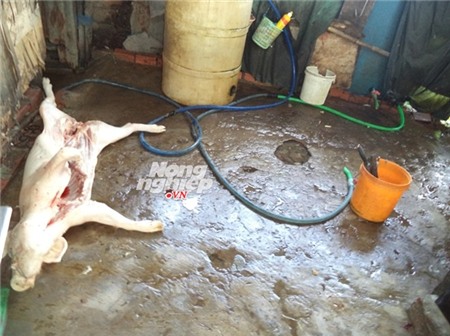 Heo được làm sạch lông trên nền xi măng cáu bẩn trông rất mất vệ sinh...