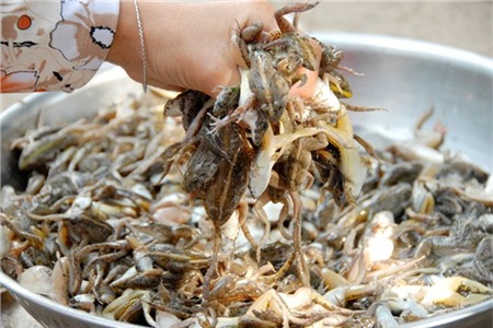 Sau khi lột da nhái xong, cần phải đem đi rửa nước sạch. Chị Nguyễn Thị Tươi, một người chuyên sản xuất khô nhái ở xã Vĩnh Trung, cho biết muốn cho khô nhái đạt chất lượng cao chị phải ướp nhái với tiêu, ớt, muối cho thấm đều trước khi phơi.... Đọc thêm tại: https://nongnghiep.vn/vu-nu-chan-dai-hot-bac-trong-mua-tet-post138460.html | NongNghiep.vn