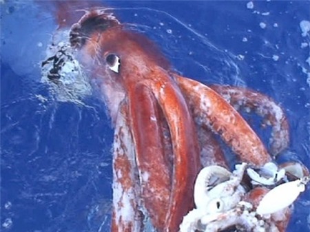 mực khổng lồ, Architeuthis