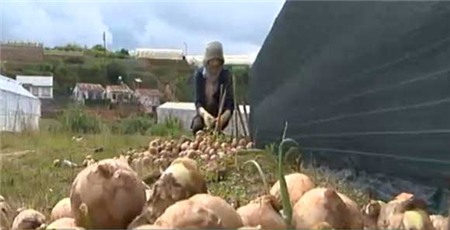 Đà-Lạt, đặc-sản, đội-lốt, khoai-tây, dâu-tây, hành-tây, mứt-tết, bắp-cải, hàng-tàu, Trung-Quốc, trá-hình, giả, lừa-đảo