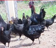 Gà Mông đen có giá 400.000 đồng/kg. Ảnh: NVCC.