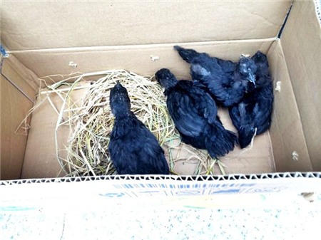 Gà Mông đen cháy hàng dịp Tết. Ảnh: NVCC.