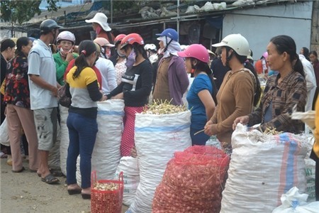 Giá tỏi giảm sâu trước Tết Nguyên đán giảm chỉ còn một nửa so với mọi năm.