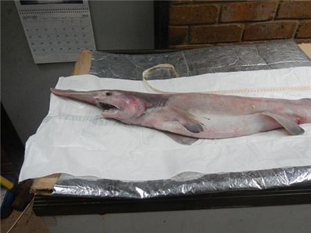 cá mập, khủng long sống, Autralia, biển