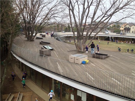 Cây “mọc” trên mái nhà