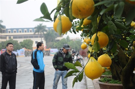 Một số cây bưởi cảnh tài lộc được ghép thêm quả phật thủ