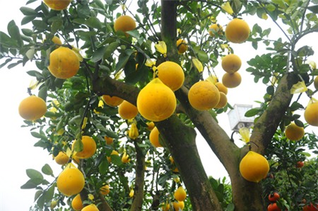 Một cây bưởi cảnh tài lộc có khoảng 40 quả trên cây