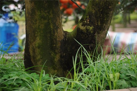 Loại bưởi cảnh còn hút khách vì có gốc to trông giống dáng cổ thụ