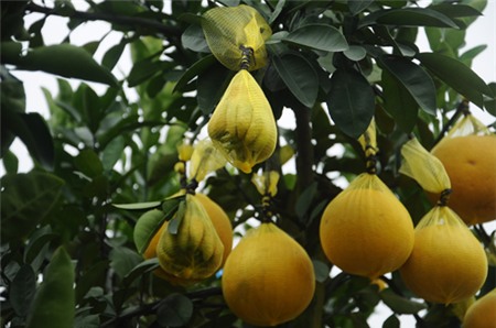 Một số cây bưởi cảnh tài lộc được ghép thêm quả phật thủ