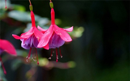 Nhà nổi bật nhất Tết này nhờ bình đẹp, hoa sang - 1