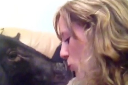 Lợn biết sủa như chó