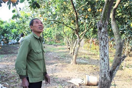 Bí quyết không chọn nhầm bưởi Diễn rởm - 4