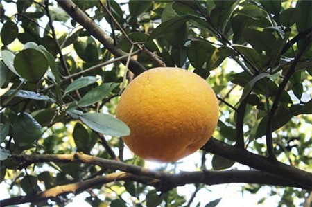 Bí quyết không chọn nhầm bưởi Diễn rởm - 1