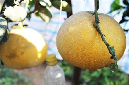 Bí quyết không chọn nhầm bưởi Diễn rởm - 2