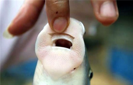 cá-tiến-vua, anh-vũ, cá-dầm-xanh, cá-éc, Phú-Thọ, sông-Đà, sinh-sản, Tây-nguyên