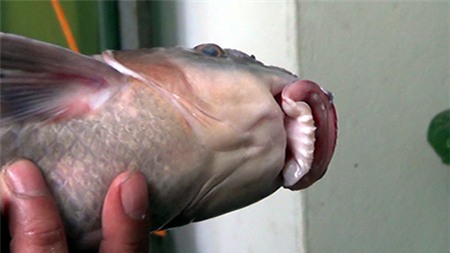 cá-tiến-vua, anh-vũ, cá-dầm-xanh, cá-éc, Phú-Thọ, sông-Đà, sinh-sản, Tây-nguyên