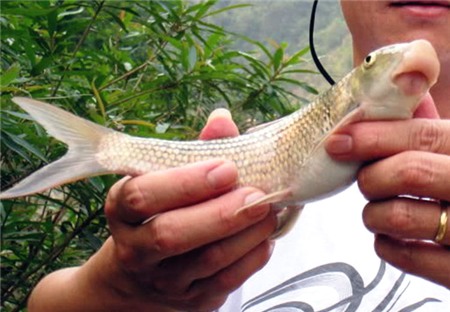 cá-tiến-vua, anh-vũ, cá-dầm-xanh, cá-éc, Phú-Thọ, sông-Đà, sinh-sản, Tây-nguyên