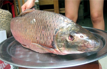 cá-tiến-vua, anh-vũ, cá-dầm-xanh, cá-éc, Phú-Thọ, sông-Đà, sinh-sản, Tây-nguyên
