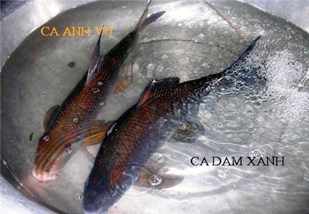 cá-tiến-vua, anh-vũ, cá-dầm-xanh, cá-éc, Phú-Thọ, sông-Đà, sinh-sản, Tây-nguyên