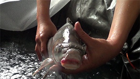 cá-tiến-vua, anh-vũ, cá-dầm-xanh, cá-éc, Phú-Thọ, sông-Đà, sinh-sản, Tây-nguyên