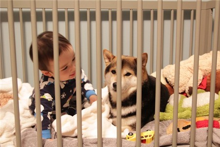 Tan chảy với hình ảnh đáng yêu của cậu bé gốc Nhật Bản bên cún cưng 10