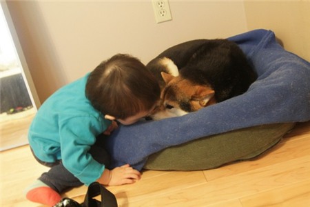 Tan chảy với hình ảnh đáng yêu của cậu bé gốc Nhật Bản bên cún cưng 19