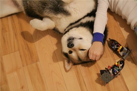 Tan chảy với hình ảnh đáng yêu của cậu bé gốc Nhật Bản bên cún cưng 6