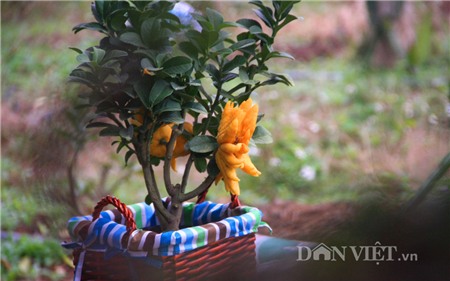 Cận cảnh trái phật thủ bonsai dáng độc